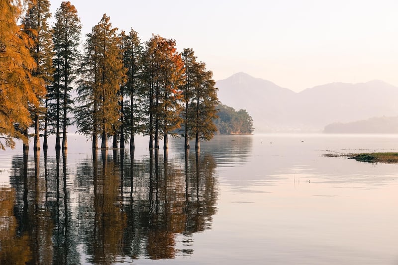 Misty Forest
